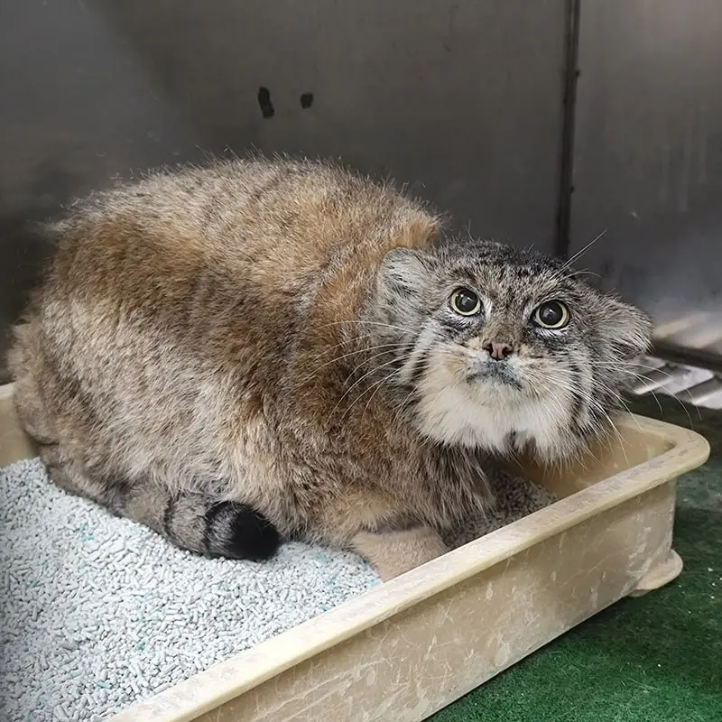 恩賜上野動物園のプリームラの写真