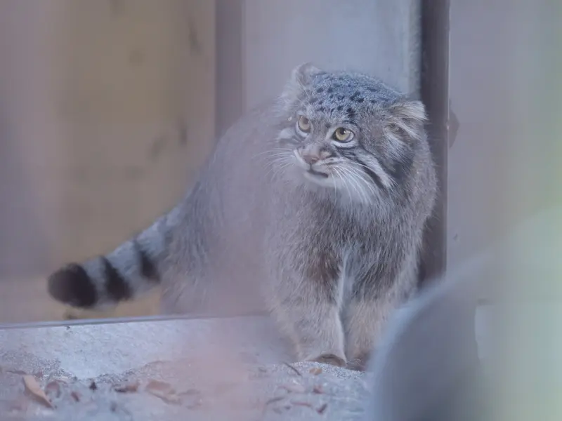 野毛山動物園のフィーガの写真