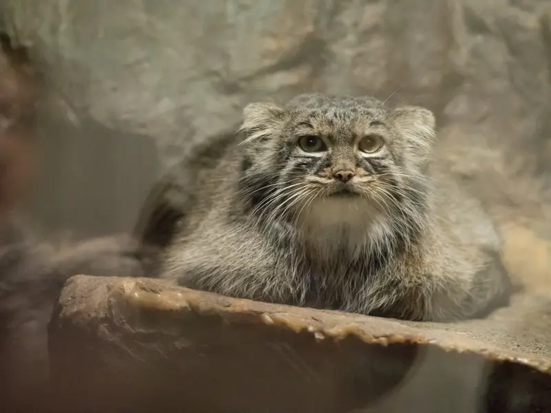恩賜上野動物園のサフランの写真