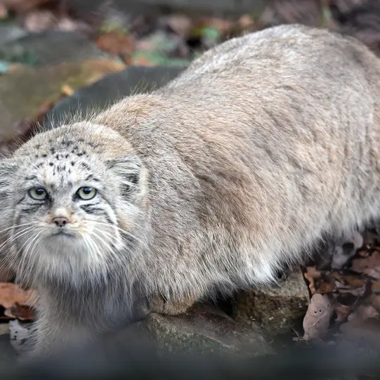 ブルノ動物園のナミカの写真