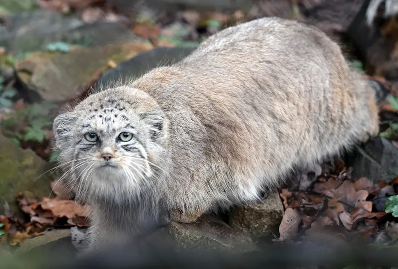 ブルノ動物園のナミカの写真