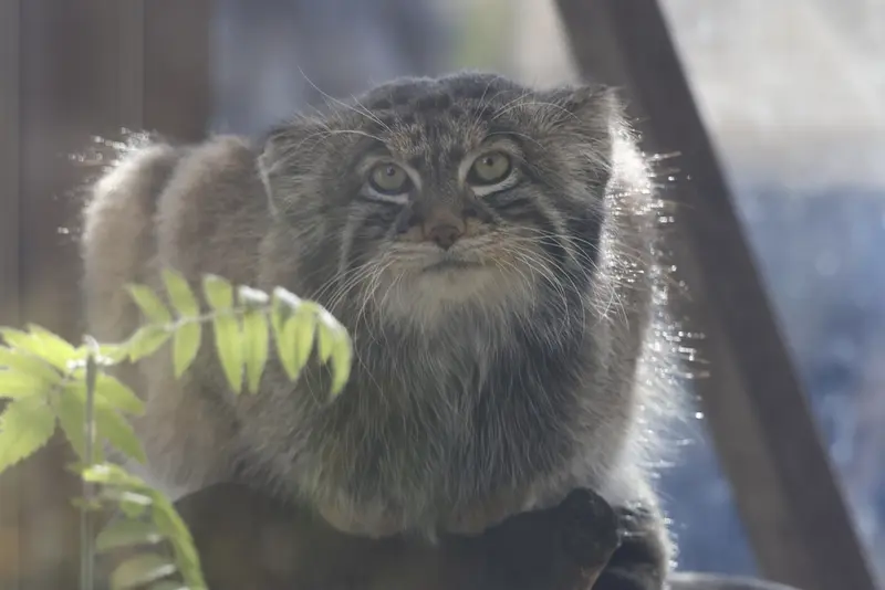 モスクワ動物園のティモフェイの写真