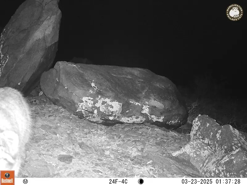 コシュカルカメラトラップで撮影したOtocolobus manul manulの写真