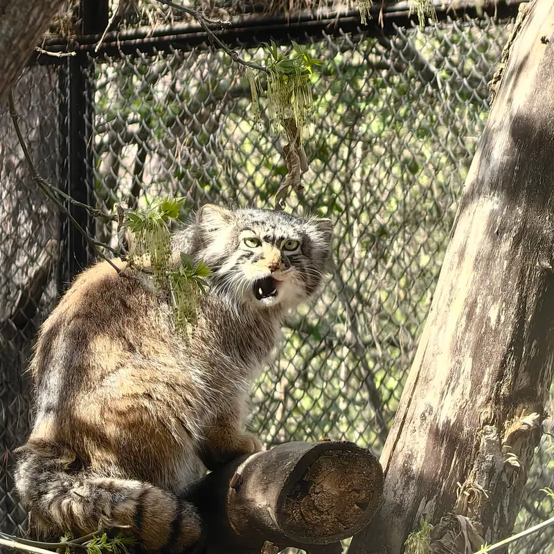 ノヴォシビルスク動物園のゾーシャの写真