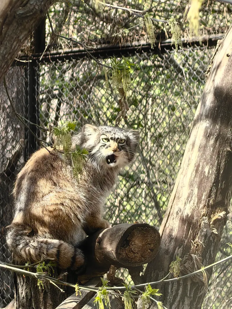 ノヴォシビルスク動物園のゾーシャの写真