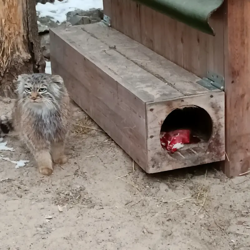 ノヴォシビルスク動物園のガビの写真