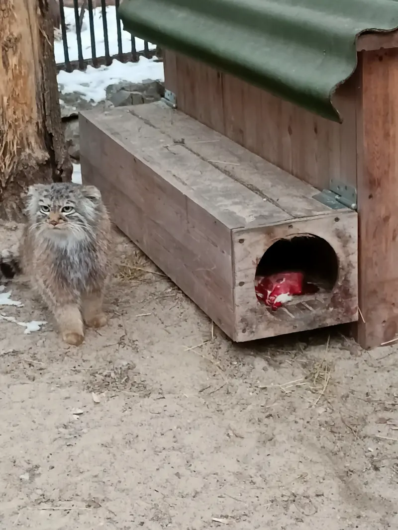 ノヴォシビルスク動物園のガビの写真