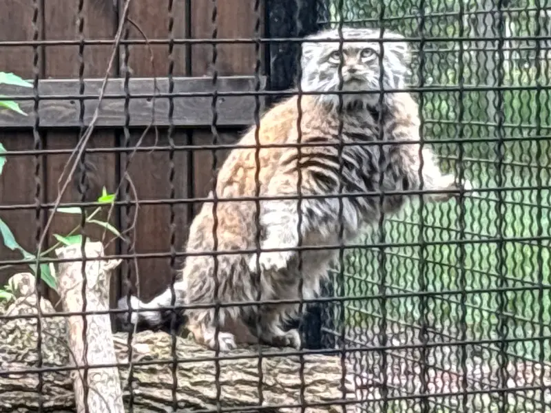 ワルシャワ動物園のジェシーの写真