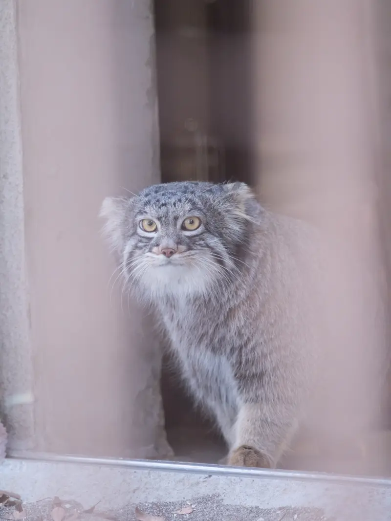 野毛山動物園のフィーガの写真