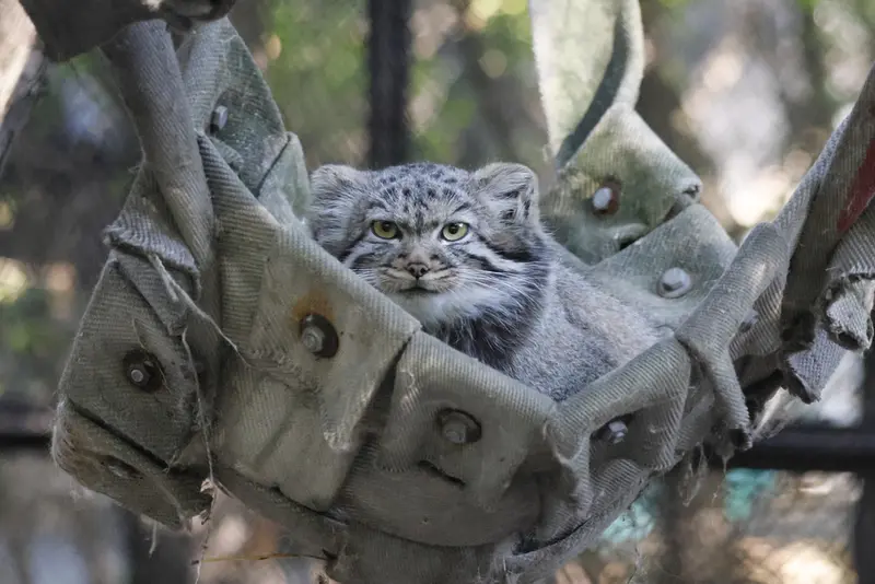 ノヴォシビルスク動物園のマヌルネコの写真