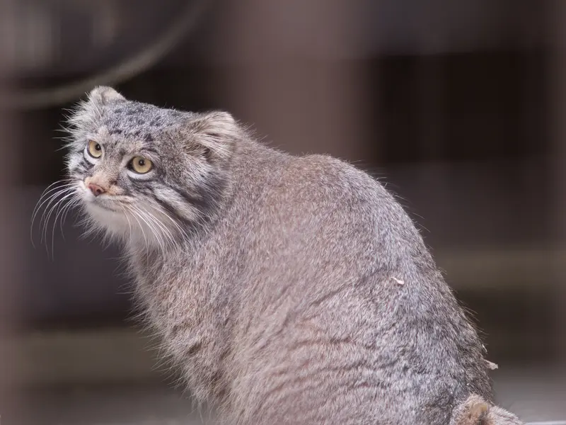 野毛山動物園のフィーガの写真