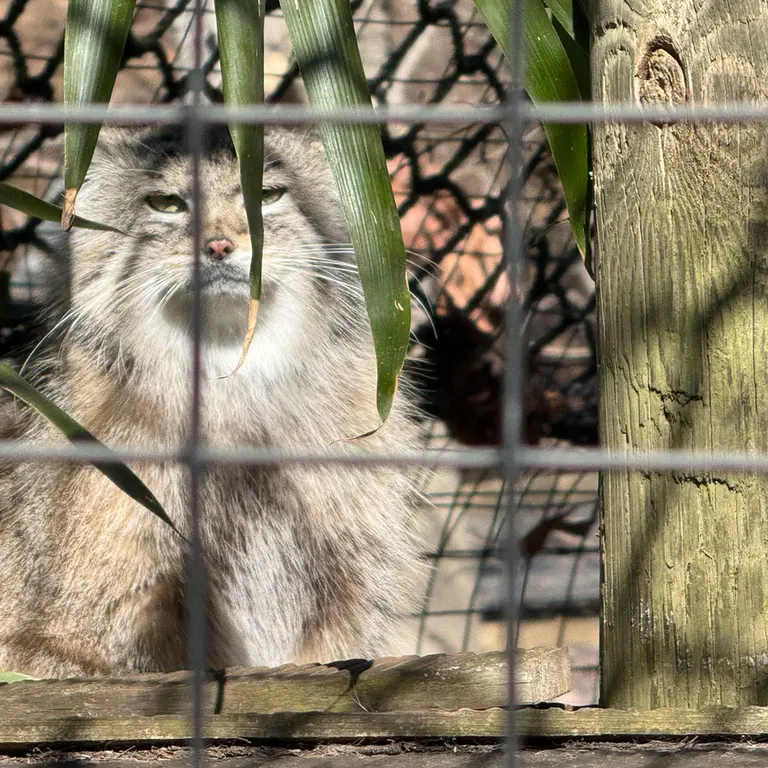 スミソニアン国立動物園のセバの写真