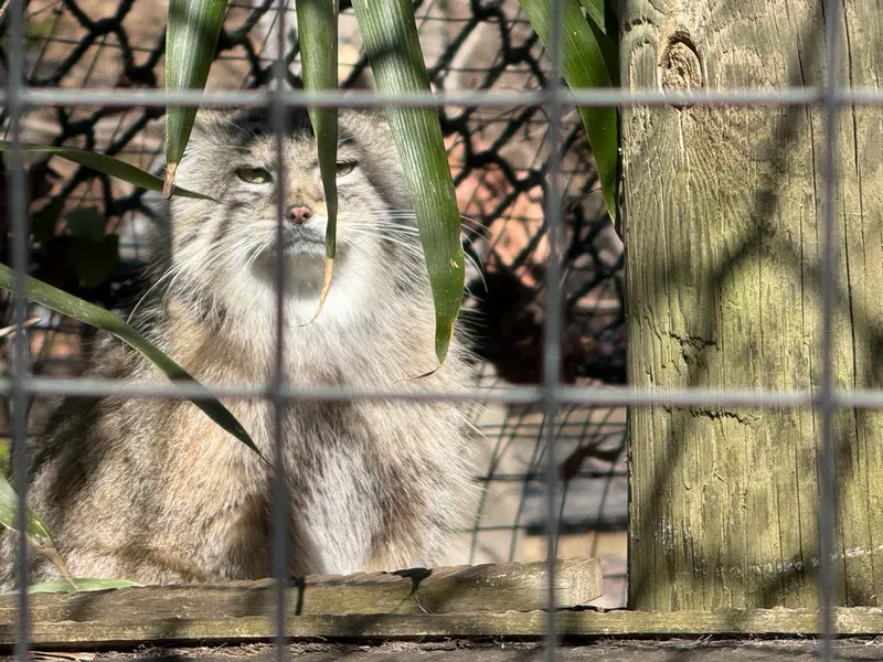 スミソニアン国立動物園のセバの写真