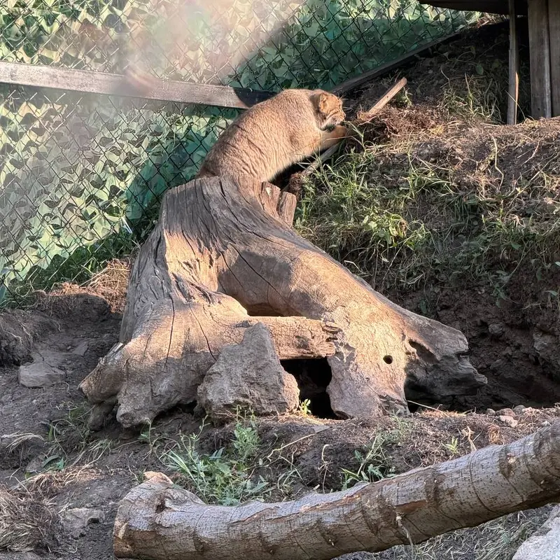 エレバン動物園のマノーの写真