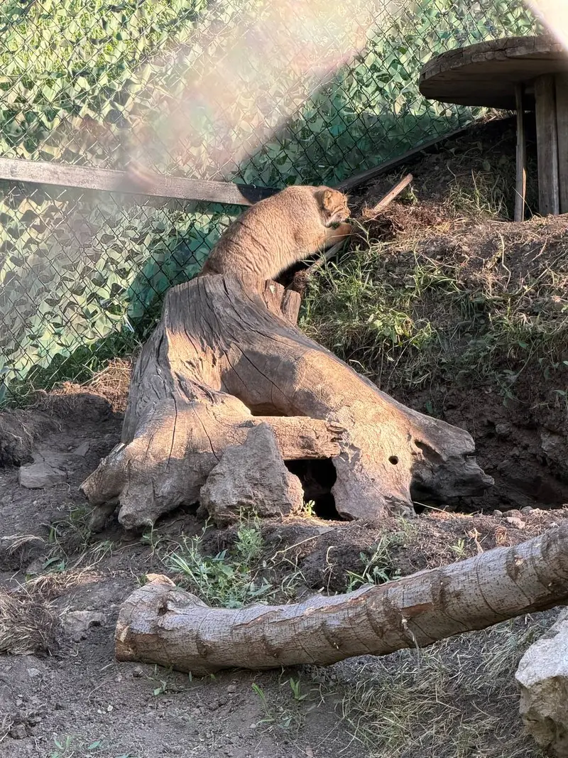 エレバン動物園のマノーの写真