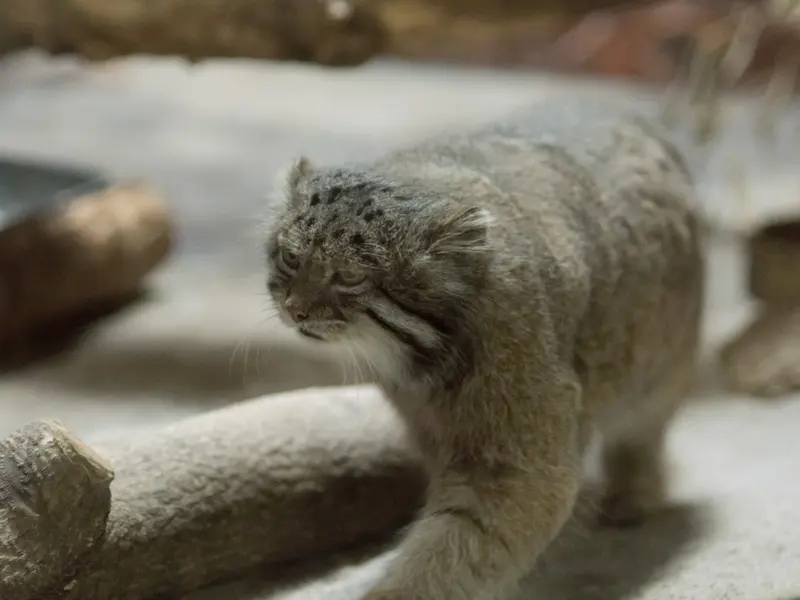 恩賜上野動物園のクリョンの写真