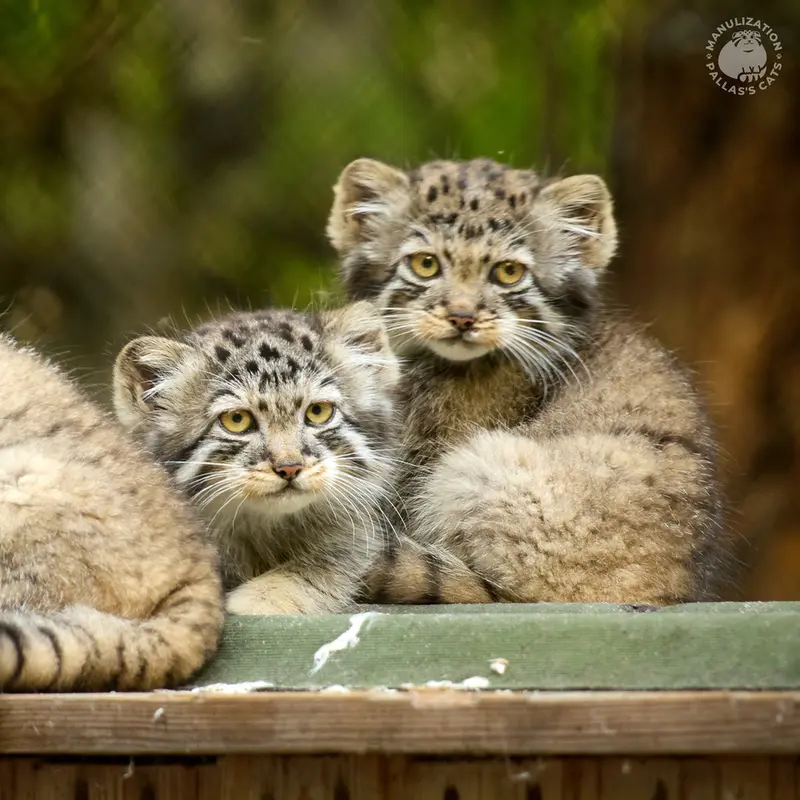 ノヴォシビルスク動物園のレオンとブルースの写真