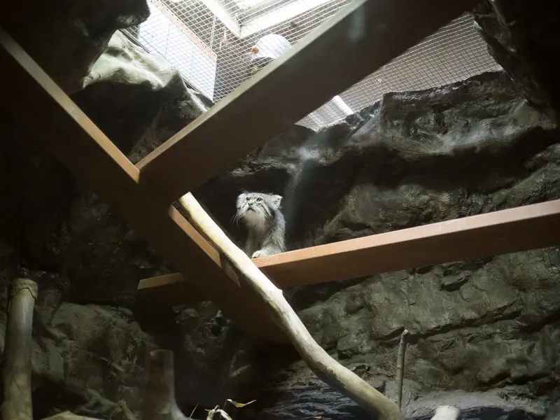 恩賜上野動物園のクリョンの写真