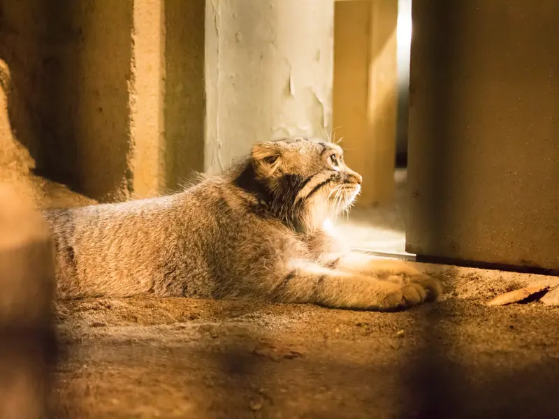 野毛山動物園のフィーガの写真