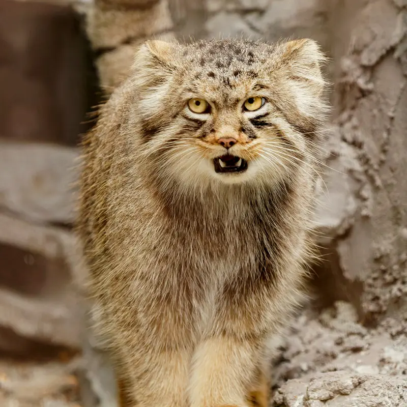 旭山動物園のヒデの写真