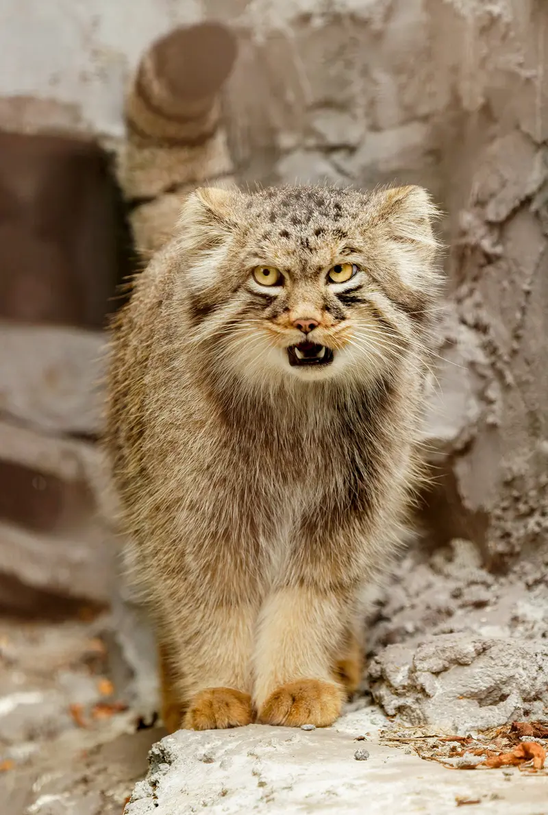 旭山動物園のヒデの写真