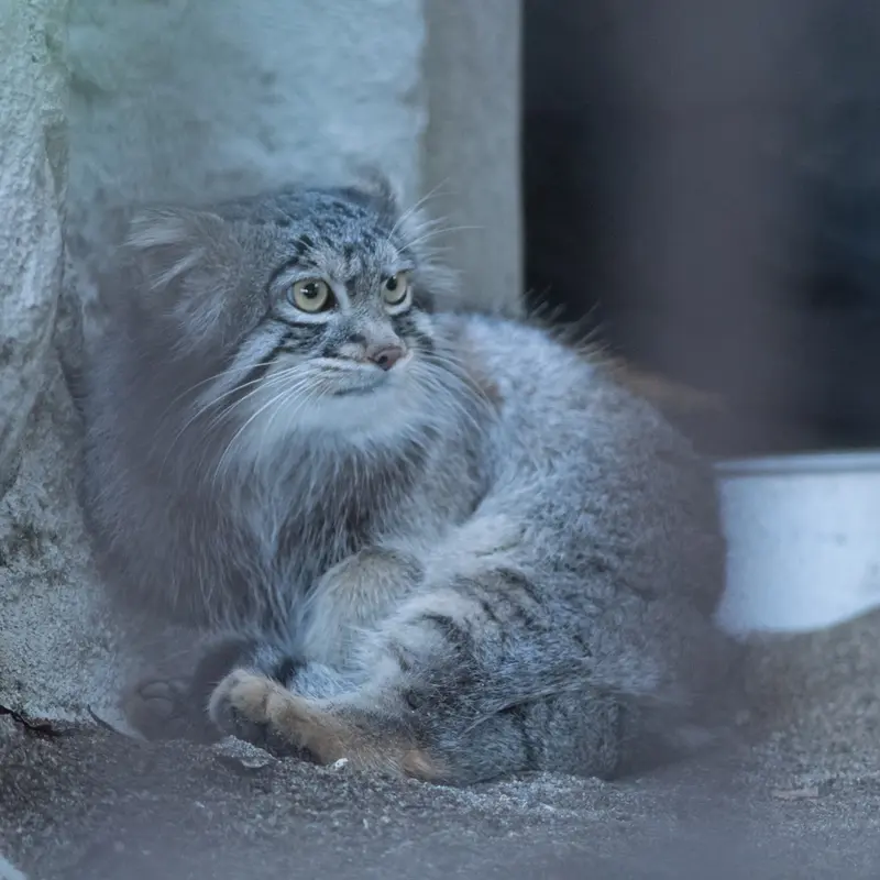 野毛山動物園のフィーガの写真