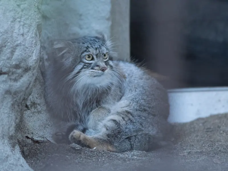 野毛山動物園のフィーガの写真
