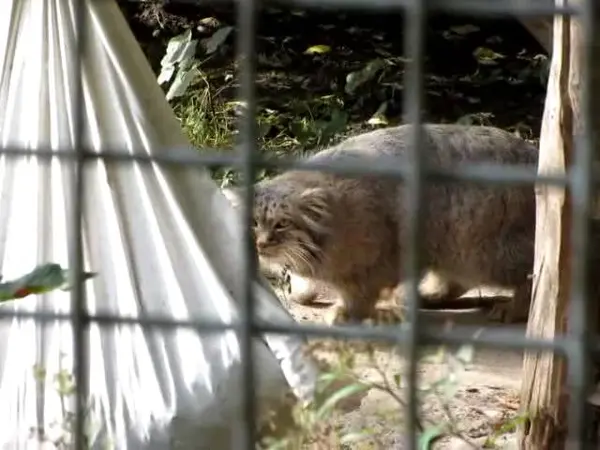 ザールブリュッケン動物園のカール・ハインツの動画