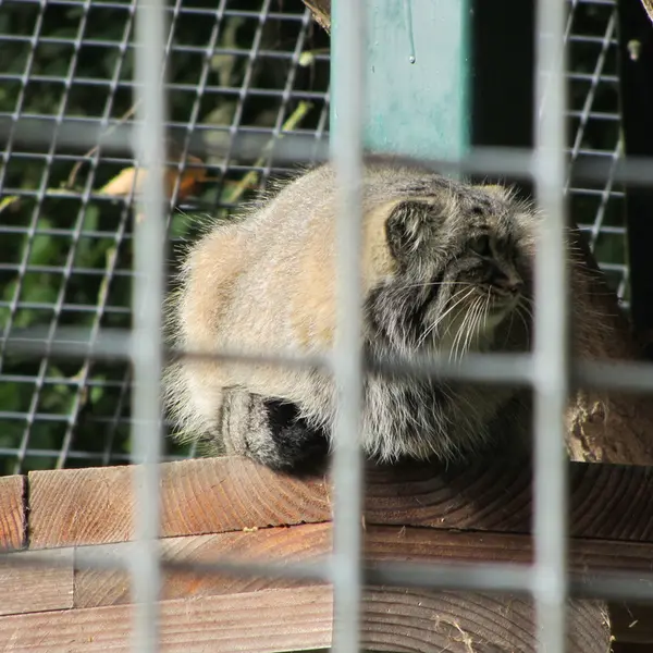 ザールブリュッケン動物園のカール・ハインツの写真