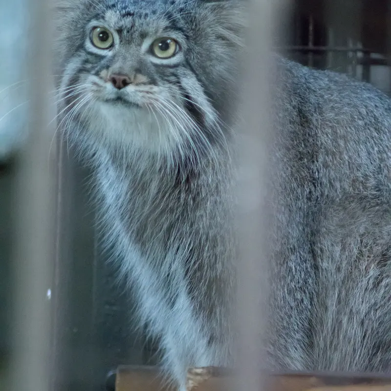 野毛山動物園のフィーガの写真