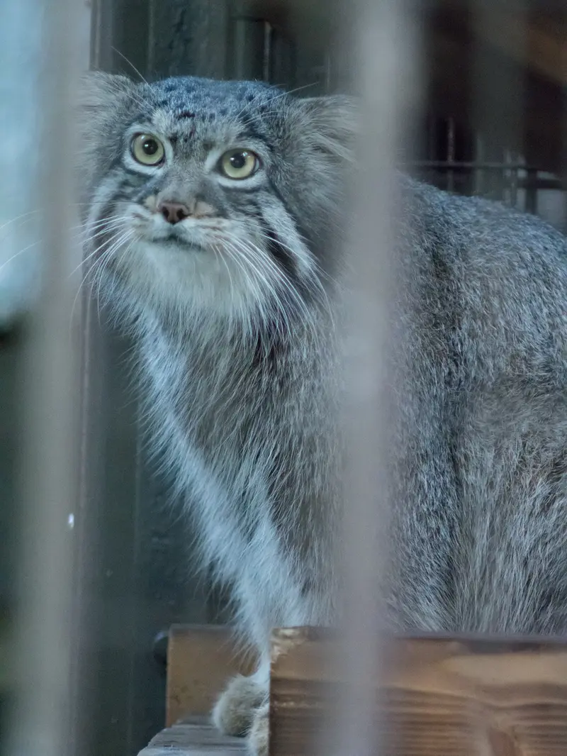 野毛山動物園のフィーガの写真