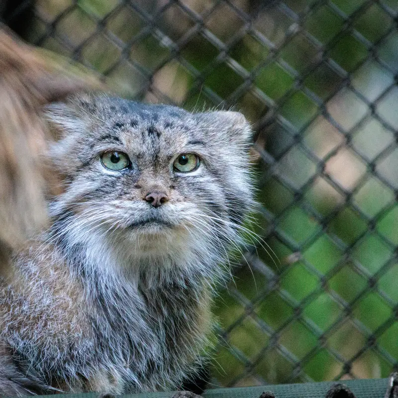 ノヴォシビルスク動物園のラストチカの写真