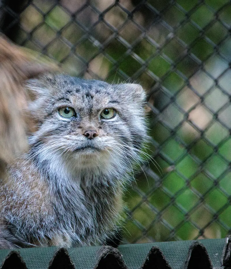 ノヴォシビルスク動物園のラストチカの写真