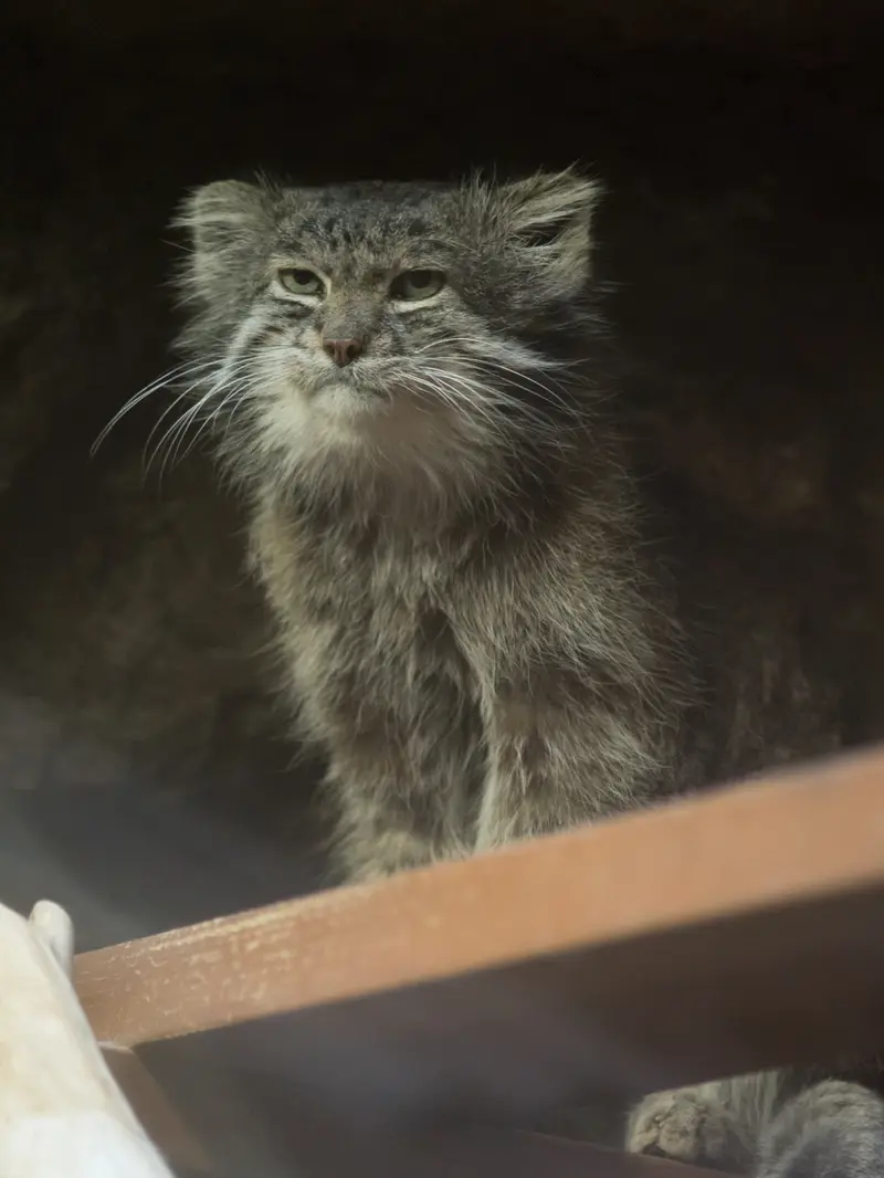 恩賜上野動物園のクリョンの写真