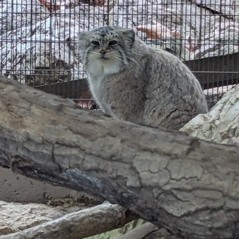 ミル・マウンテン動物園のノルブの写真