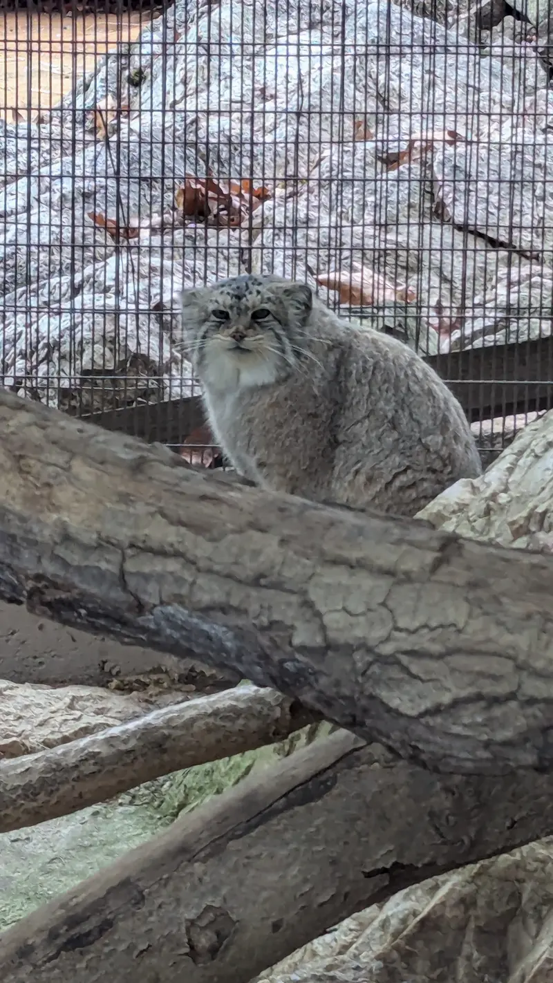 ミル・マウンテン動物園のノルブの写真