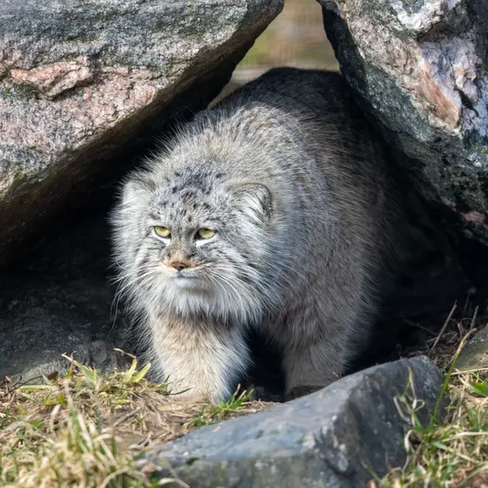 コルケアサーリ動物園のアルカスの写真
