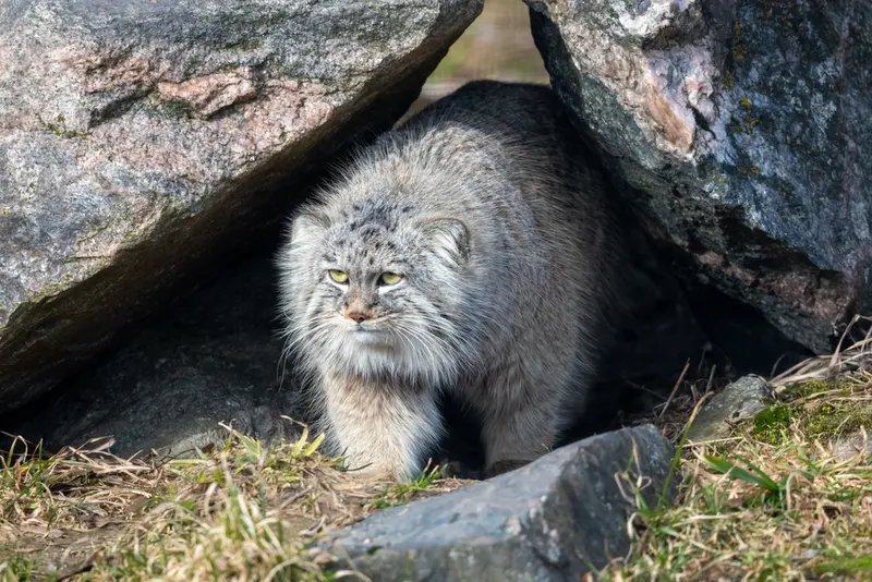 コルケアサーリ動物園のアルカスの写真