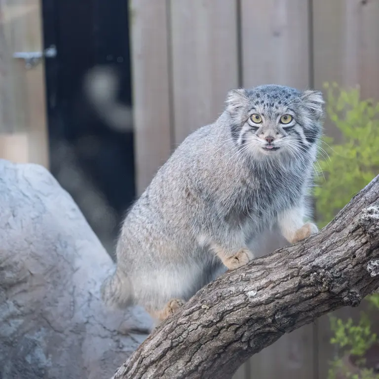 埼玉県こども動物自然公園のオトの写真