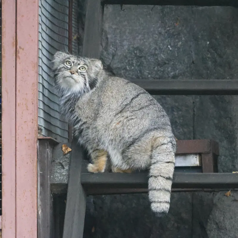 モスクワ動物園のティモフェイの写真