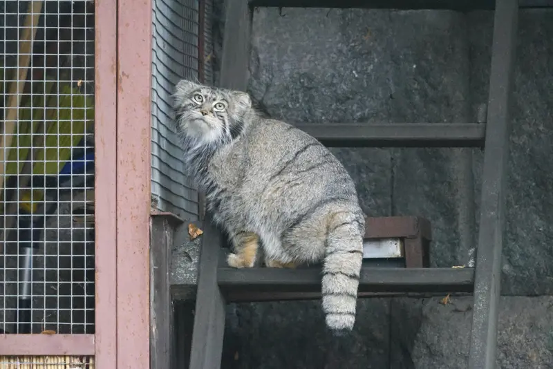モスクワ動物園のティモフェイの写真