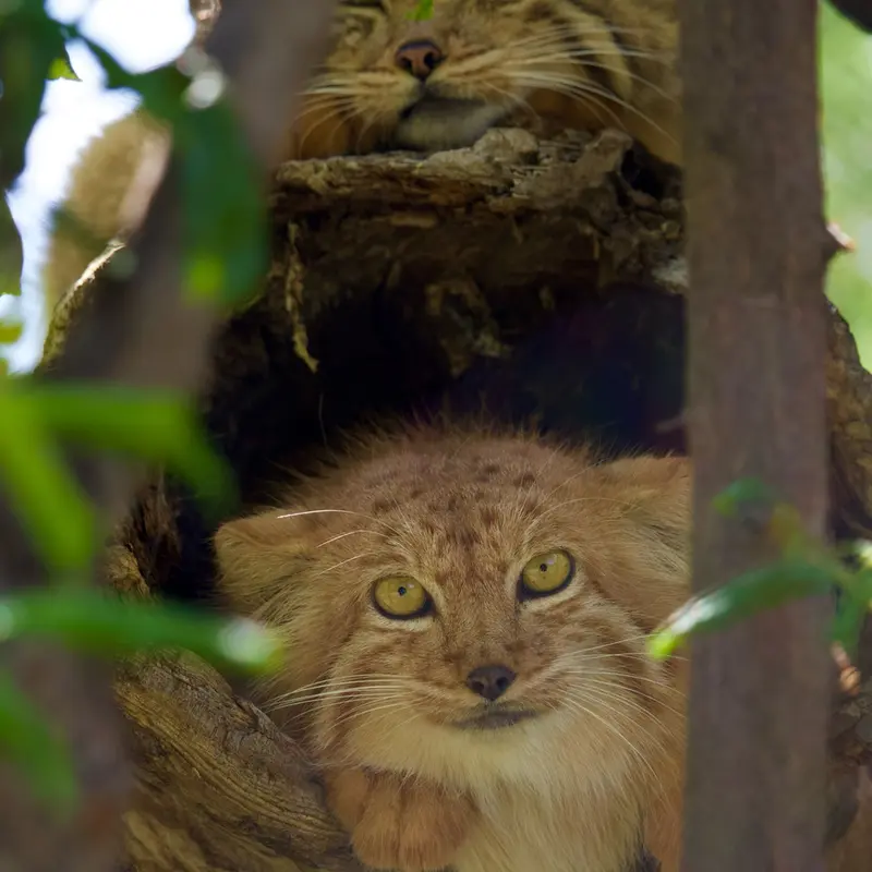 エレバン動物園のマノーとナノーの写真