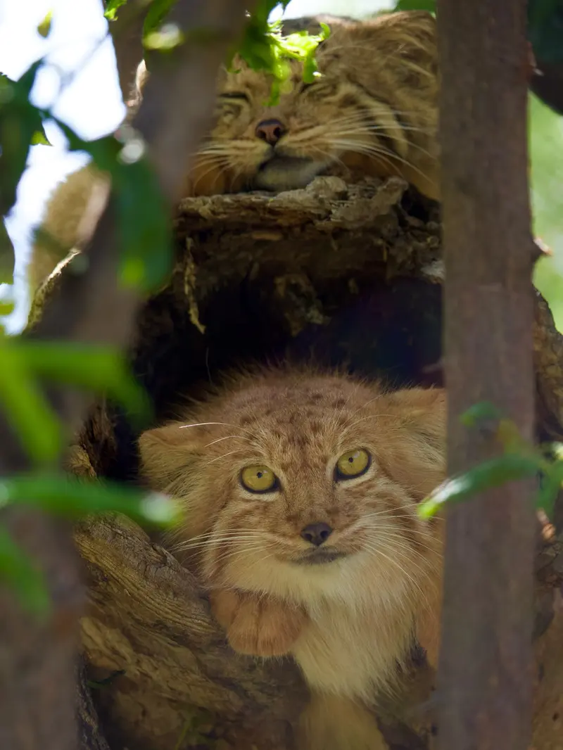 エレバン動物園のマノーとナノーの写真