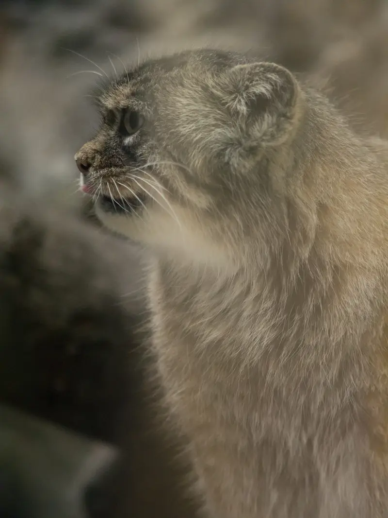 恩賜上野動物園のプリームラの写真