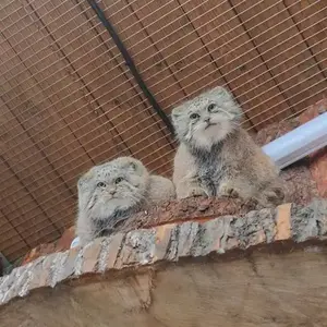 マヌルネコの写真