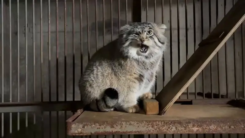 旭山動物園のグルーシャの写真