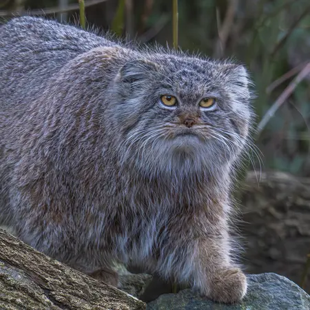 トレゴムール動物園のイウォークの写真