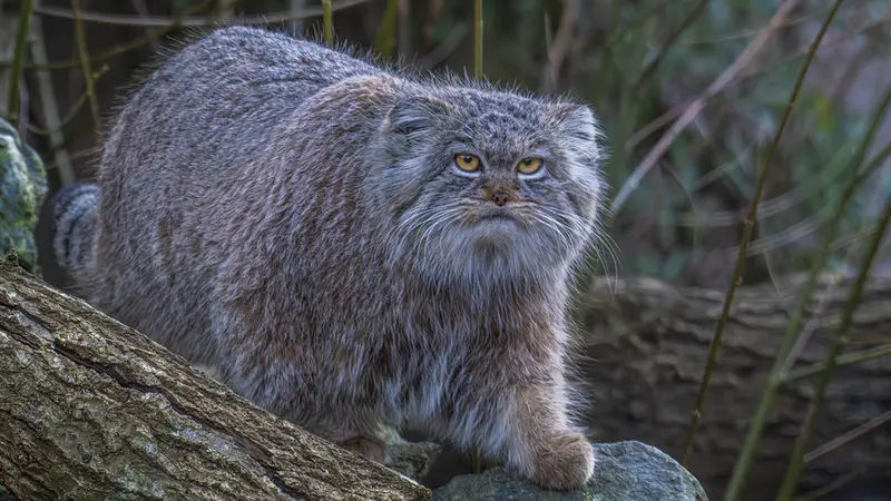 トレゴムール動物園のイウォークの写真