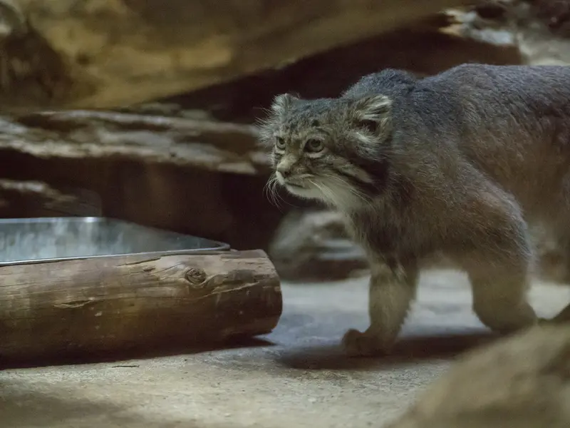 恩賜上野動物園のクリョンの写真