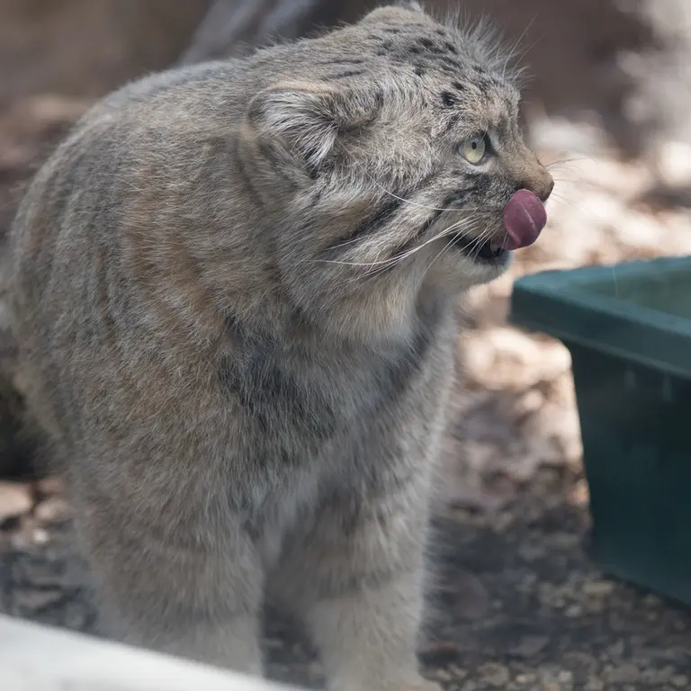 埼玉県こども動物自然公園のロータスの写真